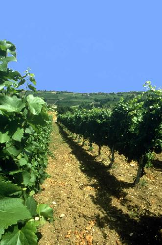 Oltrepò Pavese, difesa delle vigne